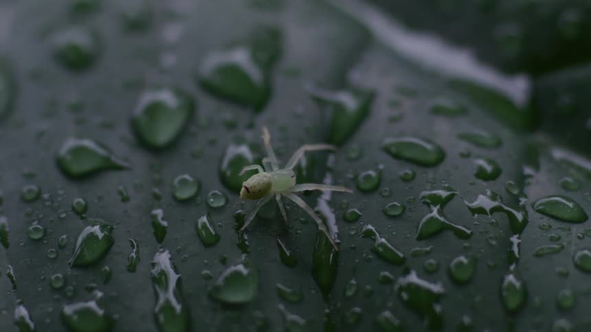 A macro close-up captures a tiny, translucent green spider resting on a wet leaf covered in shimmering raindrops