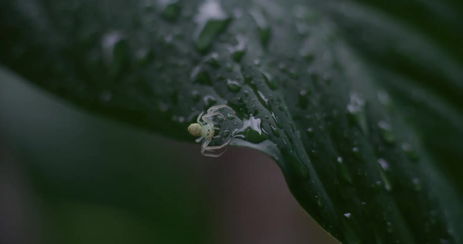 A tiny, pale green crab spider rests on the edge of a large, dark green leaf covered in fresh raindrops