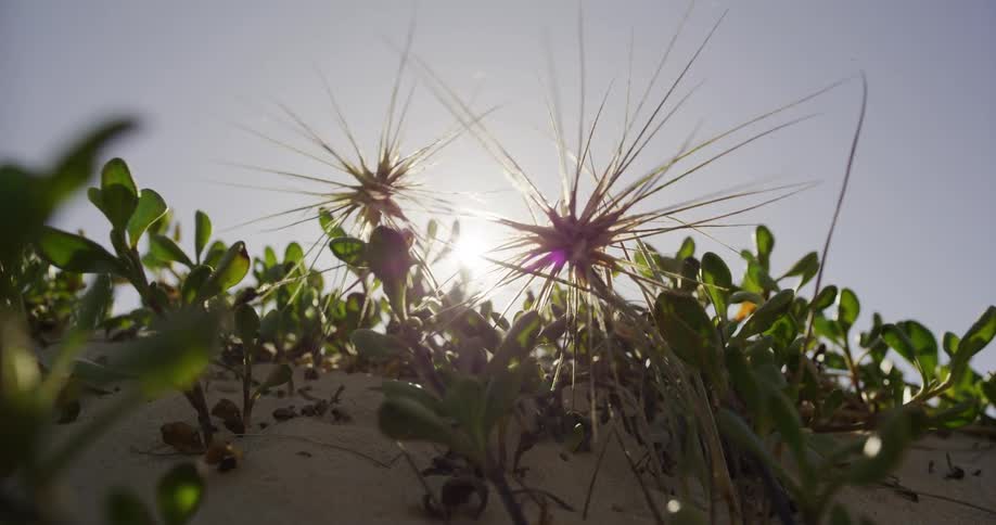 A low-angle close-up shot of spiky Spinifex grass on a sandy dune backlit by the bright afternoon sun