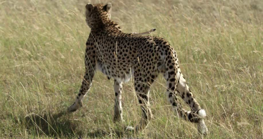 Cheetah carrying prey by the neck