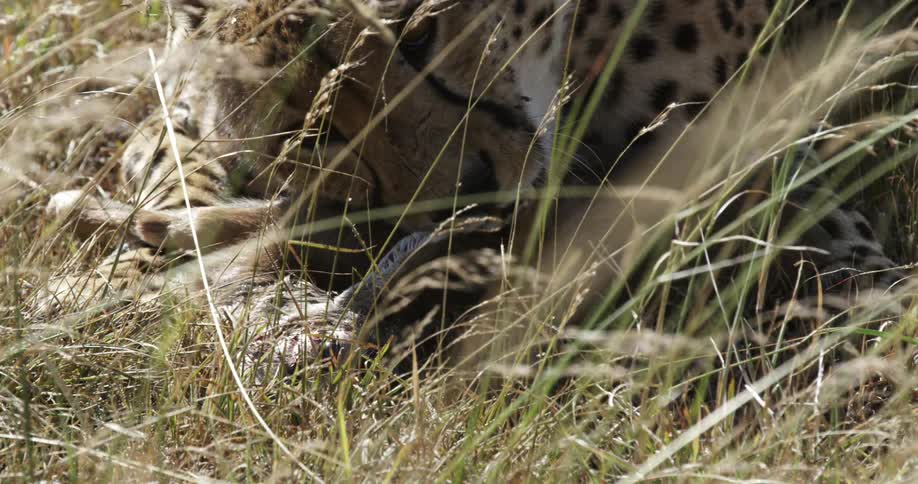 A cheetah cleaning it's paw