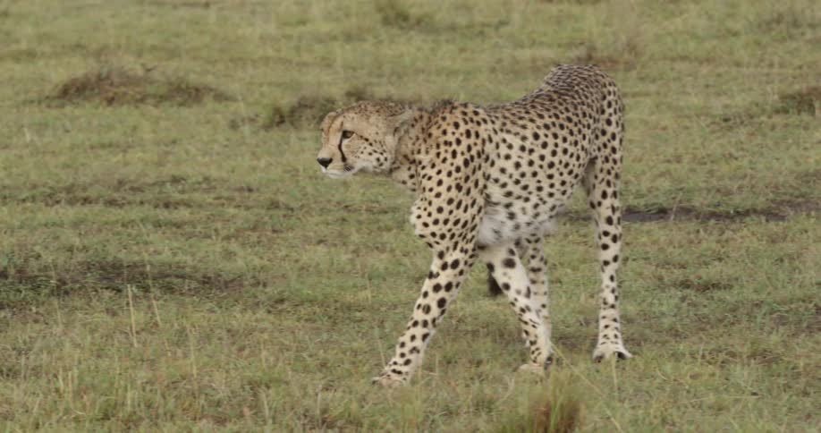 Cheetah pacing on a grassy ground