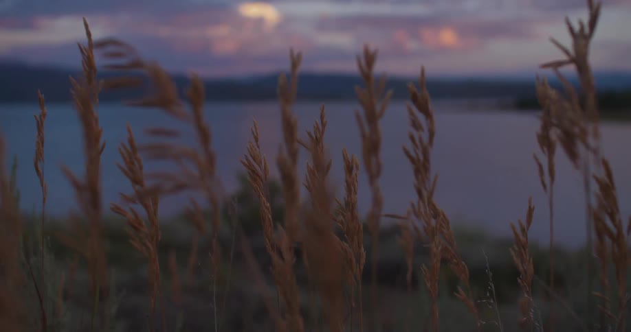 Tall golden grass sways gently in the breeze by a calm lake during a colorful sunset