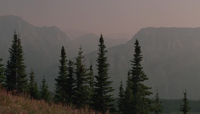 A tranquil, hazy view of a vast mountain range seen from behind a grove of evergreen trees on a hillside