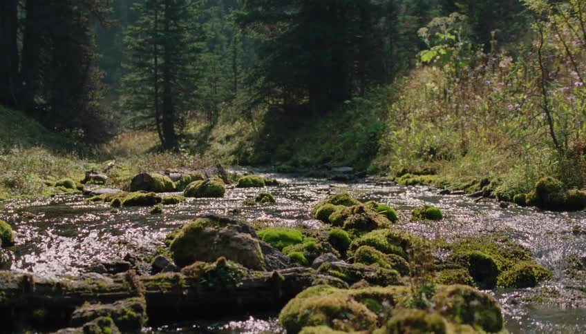 Sunlight sparkles on a clear mountain stream flowing over moss-covered rocks and logs in a tranquil forest