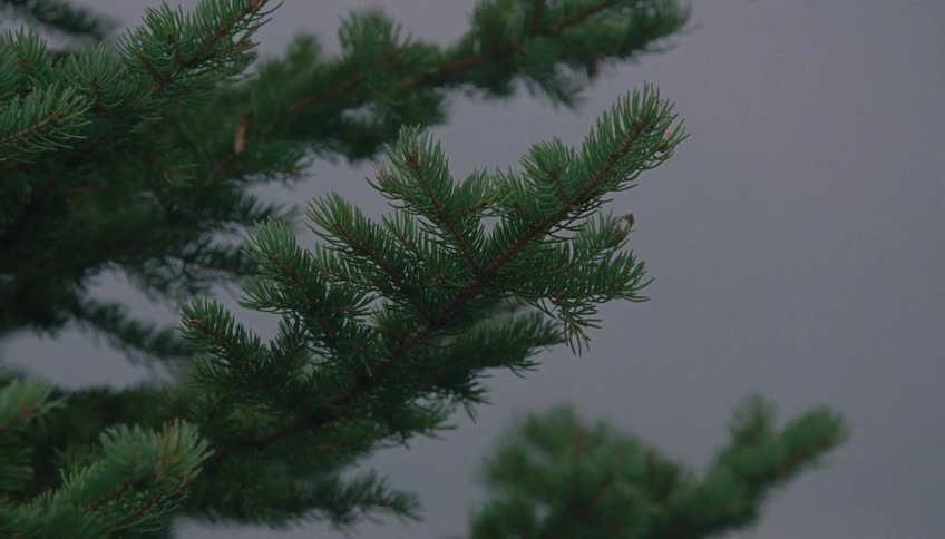 Close-up of a vibrant green pine tree branch moves in the wind on an overcast day