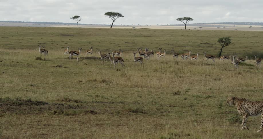Gazelles standing on the savanna