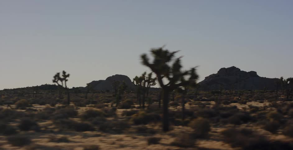 A scenic drive-by view of the vast desert landscape of Joshua Tree National Park at sunrise