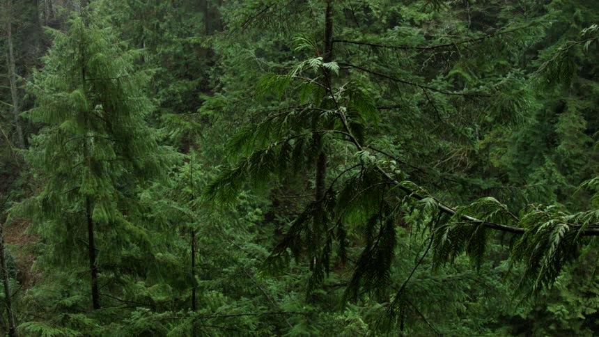 Green trees and a lush forest