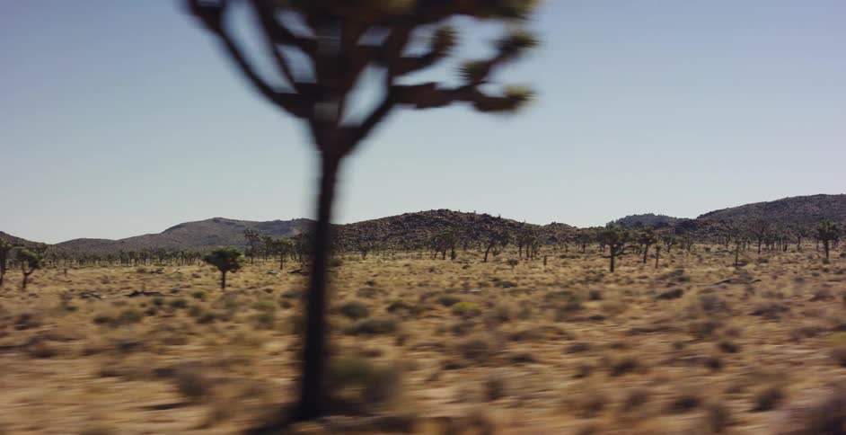 Driving past the unique and iconic Joshua Trees in the vast, sunny Mojave Desert during the day