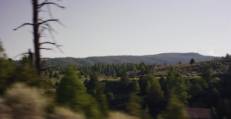 A serene side-view shot captures the parallax motion of a lush evergreen forest on rolling hills during a daytime journey