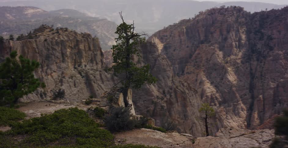 A lone tree stands precariously on the edge of a cliff overlooking a vast and rugged mountain canyon