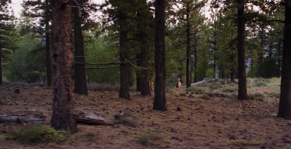 A slow-motion tracking shot reveals two deer standing cautiously among the trees in a tranquil pine forest