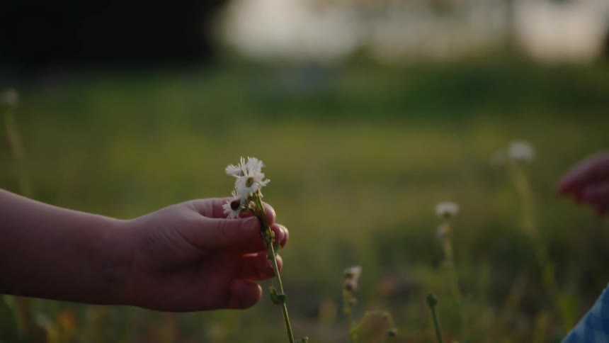 A child's hand gently touches a delicate white wildflower with a small insect on it in a sunlit meadow