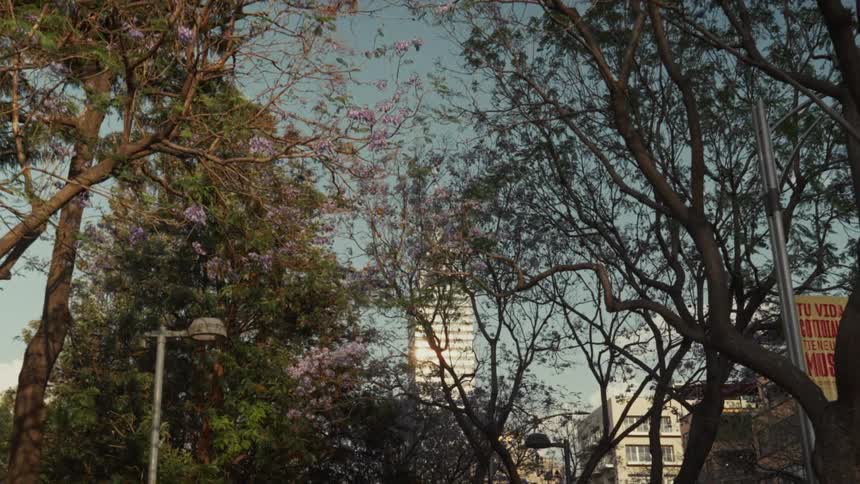 A slow zoom through lush park trees with purple blossoms reveals a modern skyscraper reflecting the bright sun