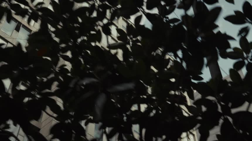 A slow tracking shot moves from a modern stone building facade down past a silhouetted tree to a street sign