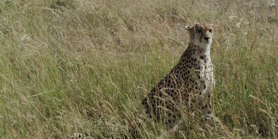 A cheetah sitting as a breeze blows the tall grasses around it