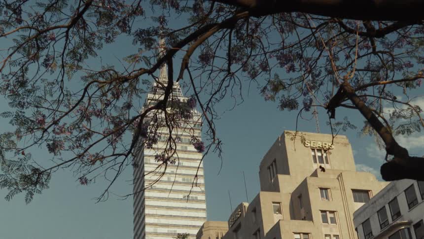 The iconic Torre Latinoamericana skyscraper in Mexico City is elegantly revealed from behind a flowering Jacaranda tree on a sunny day