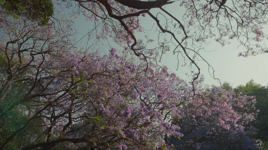 A slow, dreamy push-in shot looks up at the magnificent purple flowers of blooming Jacaranda trees