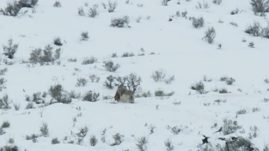 A lone wolf runs across a snowy plain with a piece of a carcass, followed closely by a murder of opportunistic magpies