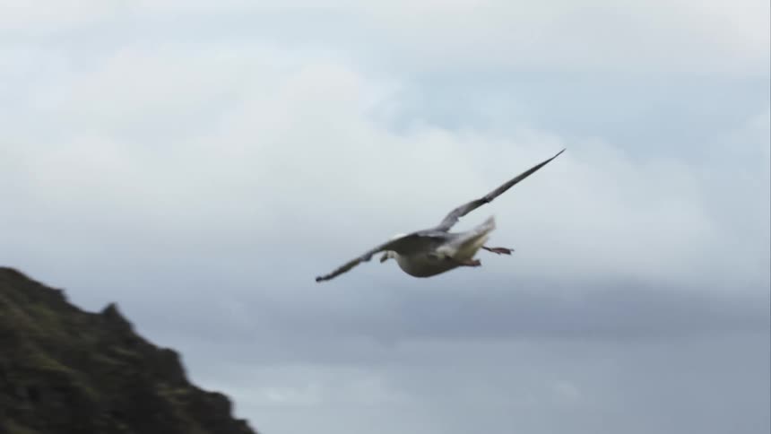A graceful seabird glides in stunning super slow motion, its wings outstretched against the backdrop of a cloudy sky and a rugged coastline