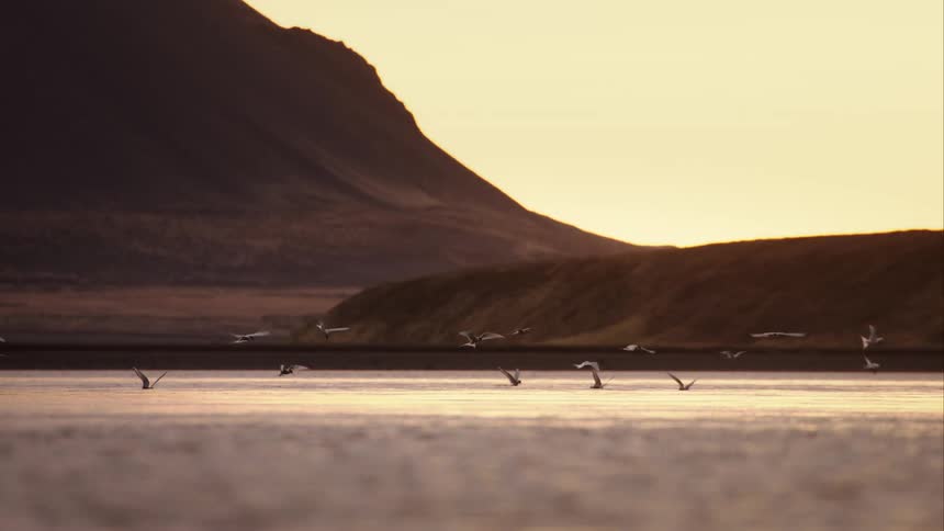 A flock of graceful birds fly in slow motion over a serene body of water against a mountain landscape at sunset