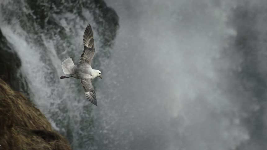 A majestic fulmar bird soars in super slow motion with a powerful, cascading waterfall in the background
