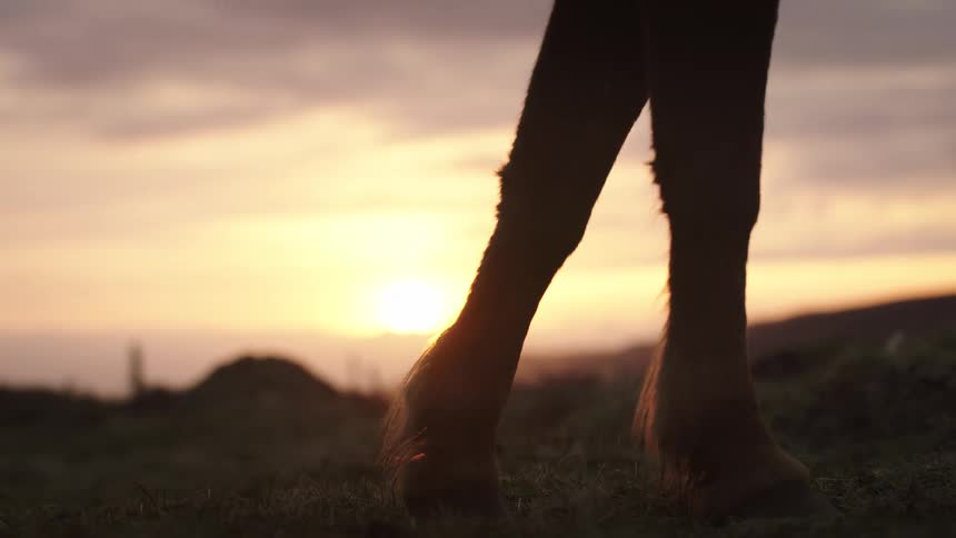 A close-up of two silhouetted horses grazing peacefully in a field, with the camera tilting down to their legs against a beautiful golden sunset