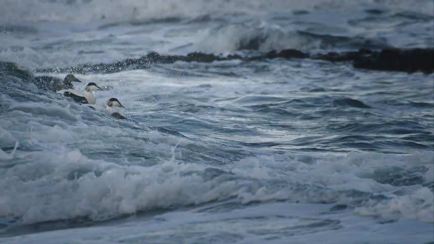 A group of eider ducks bravely ride the turbulent ocean waves in a dramatic slow-motion reveal
