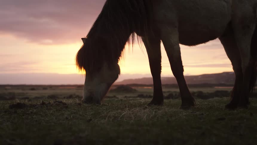 A majestic Icelandic horse is silhouetted against a beautiful sunset as it peacefully grazes in a vast open field in slow motion