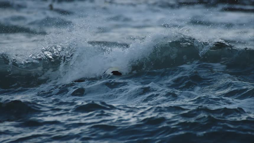 A pair of eider ducks ride out a storm on the turbulent ocean as a large wave crests behind them in dramatic slow motion