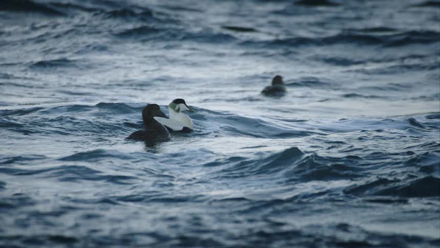 A pair of Common Eider ducks gracefully swim in choppy ocean waves in slow motion