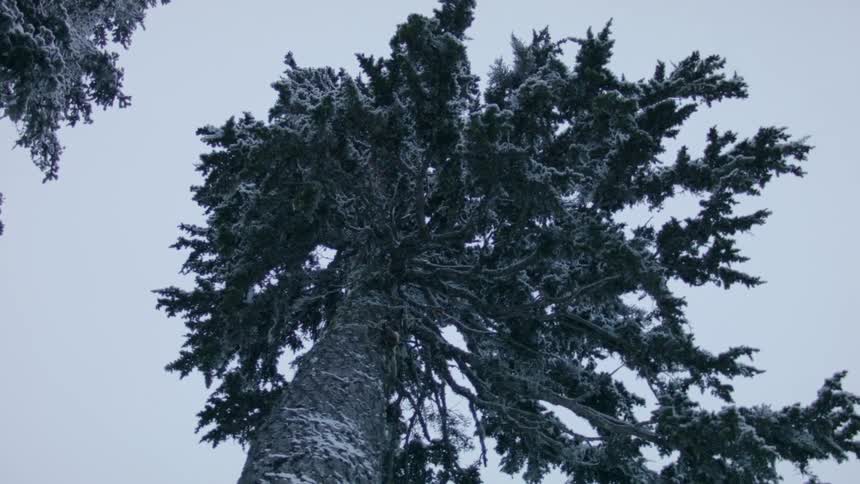 A tall tree is covered with snow
