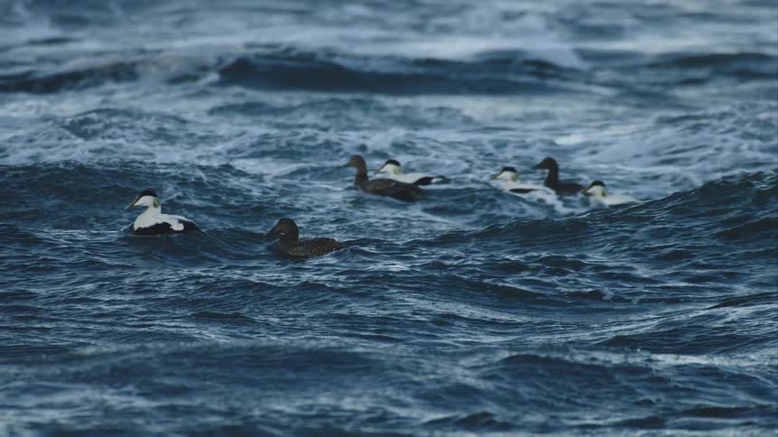 A flock of Common Eider ducks gracefully navigate the rough, churning waves of a deep blue ocean in slow motion