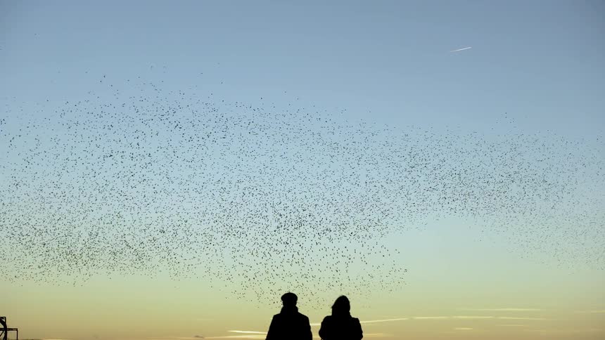 A man and woman watch a flock of birds flying overhead