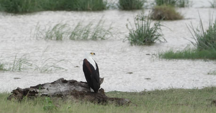 Eagle sitting next to a river