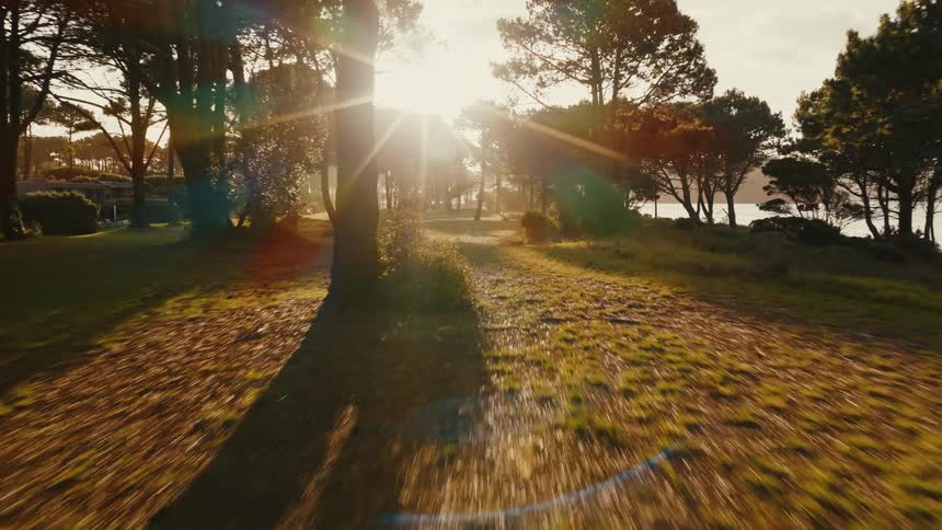 A low, fast-moving perspective glides through a tranquil park with tall pine trees next to the ocean during a golden sunset