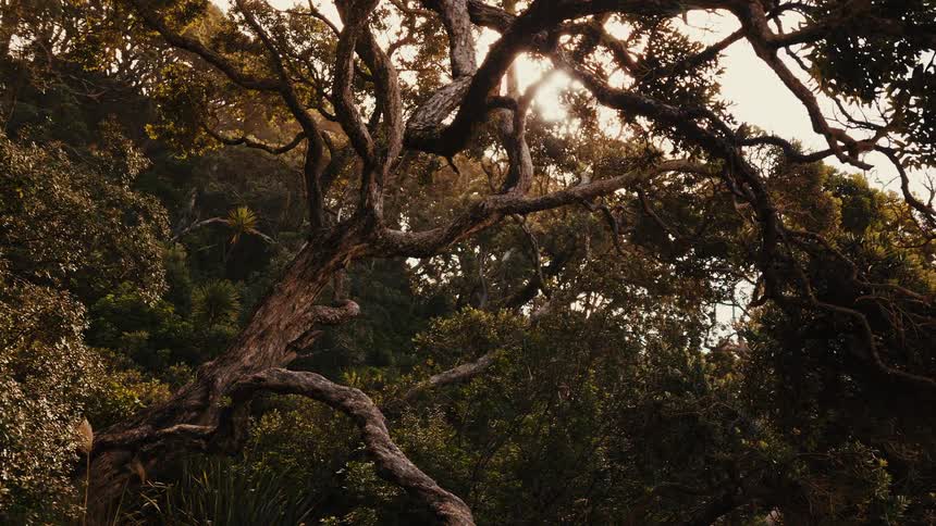 A timelapse captures the golden sun setting behind the gnarled branches of a large tree in a lush, dense forest
