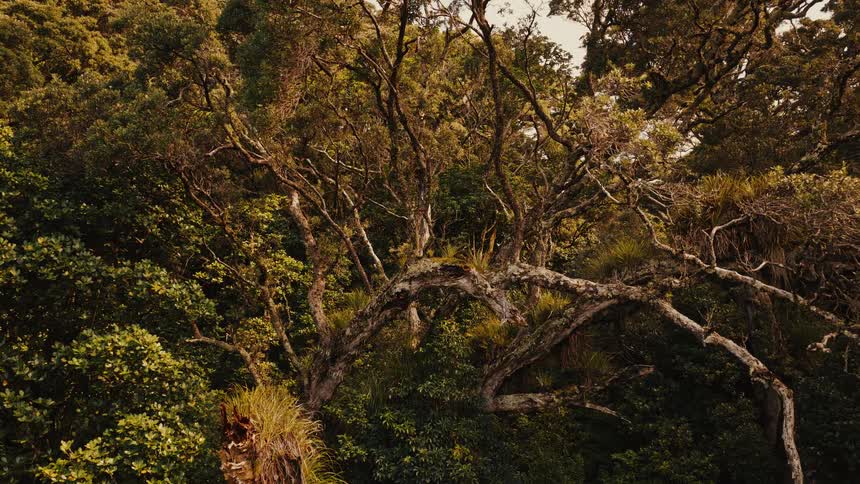 A slow aerial zoom out from a gnarly old tree deep in the heart of a lush, dense jungle