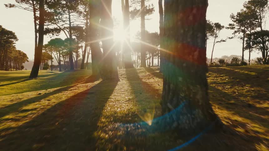 Sunlight streams through a tranquil pine forest at golden hour, casting long shadows across the lush green grass as the camera glides forward