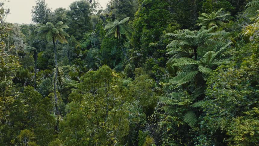 A slow aerial flight over the dense, lush canopy of a primeval rainforest, filled with tree ferns and tropical foliage