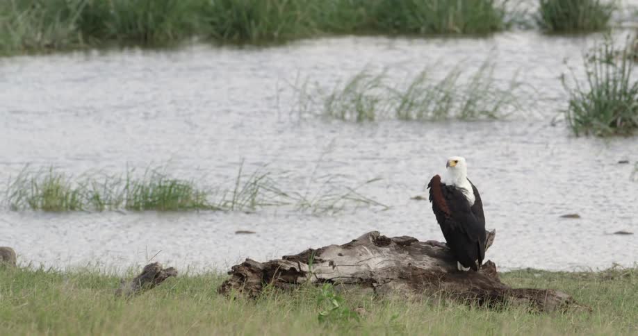 Eagle sits next to a lake