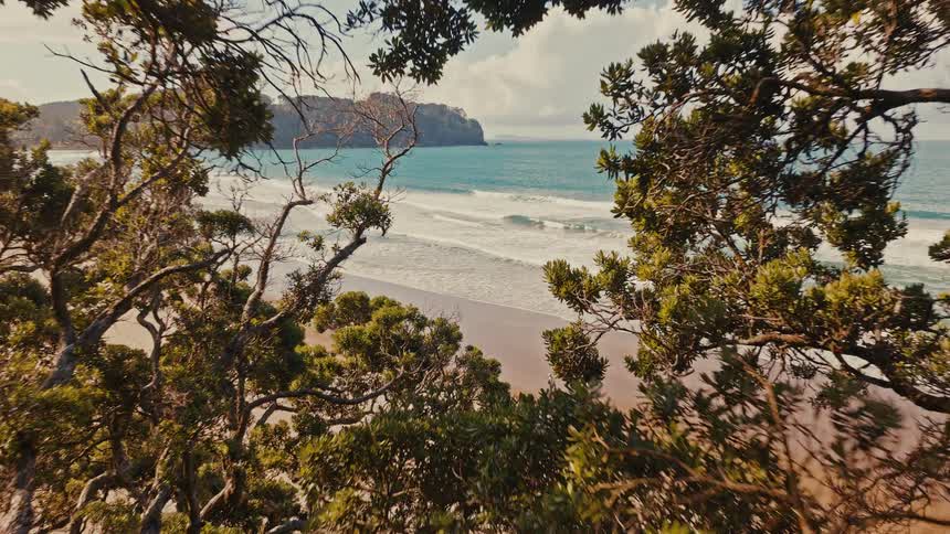 A slow aerial push through gnarly tree branches reveals a stunning beach with a lone person walking by the ocean
