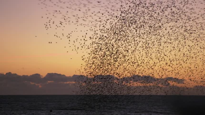 A large flock of birds is flying above the water at sunset