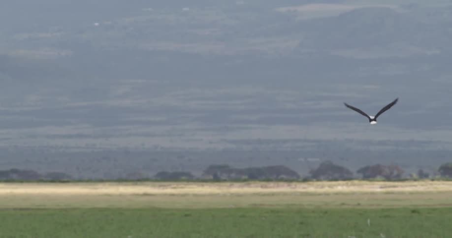 Bird flying over the savanna