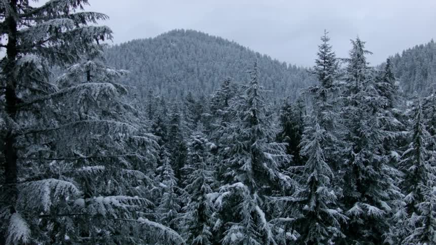 Trees are covered with snow in the wilderness
