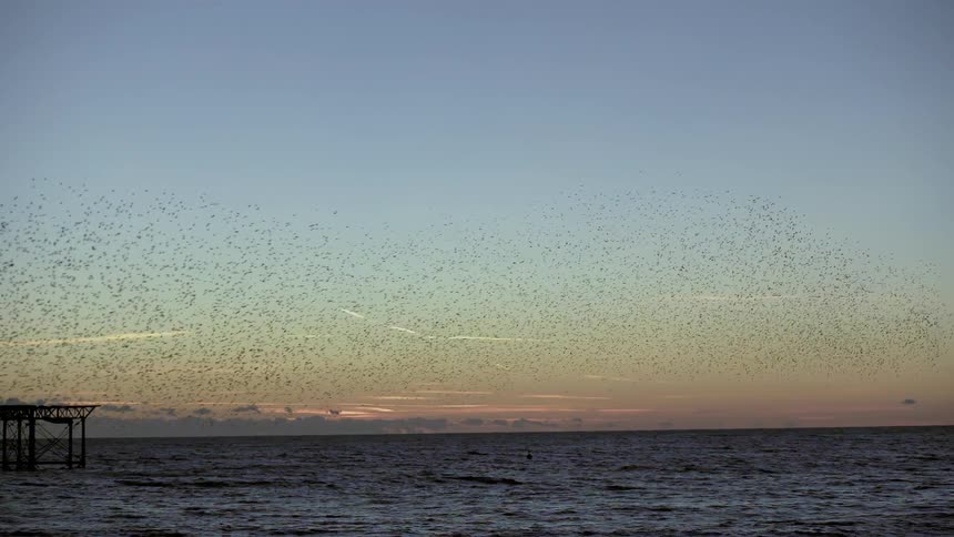 A flock of birds fly over the water at dawn