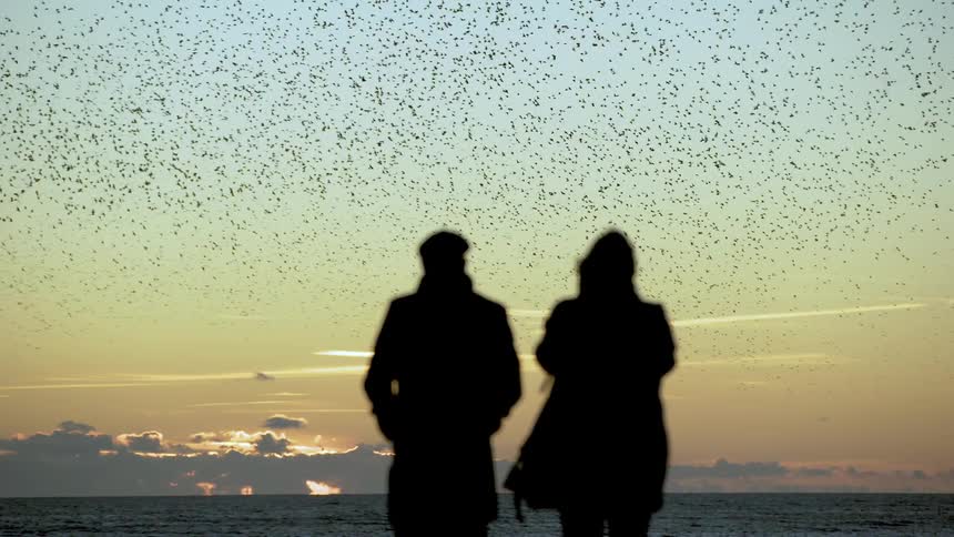 Two people watch large flock of birds fly in unison over ocean at dusk