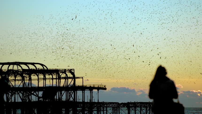 Large amount of birds fly above waters edge