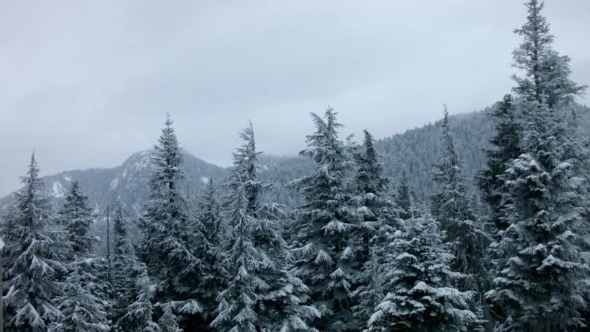Snow covered pinetrees